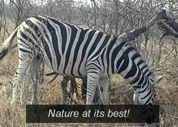 Kruger National Park home to thousands of plains animals