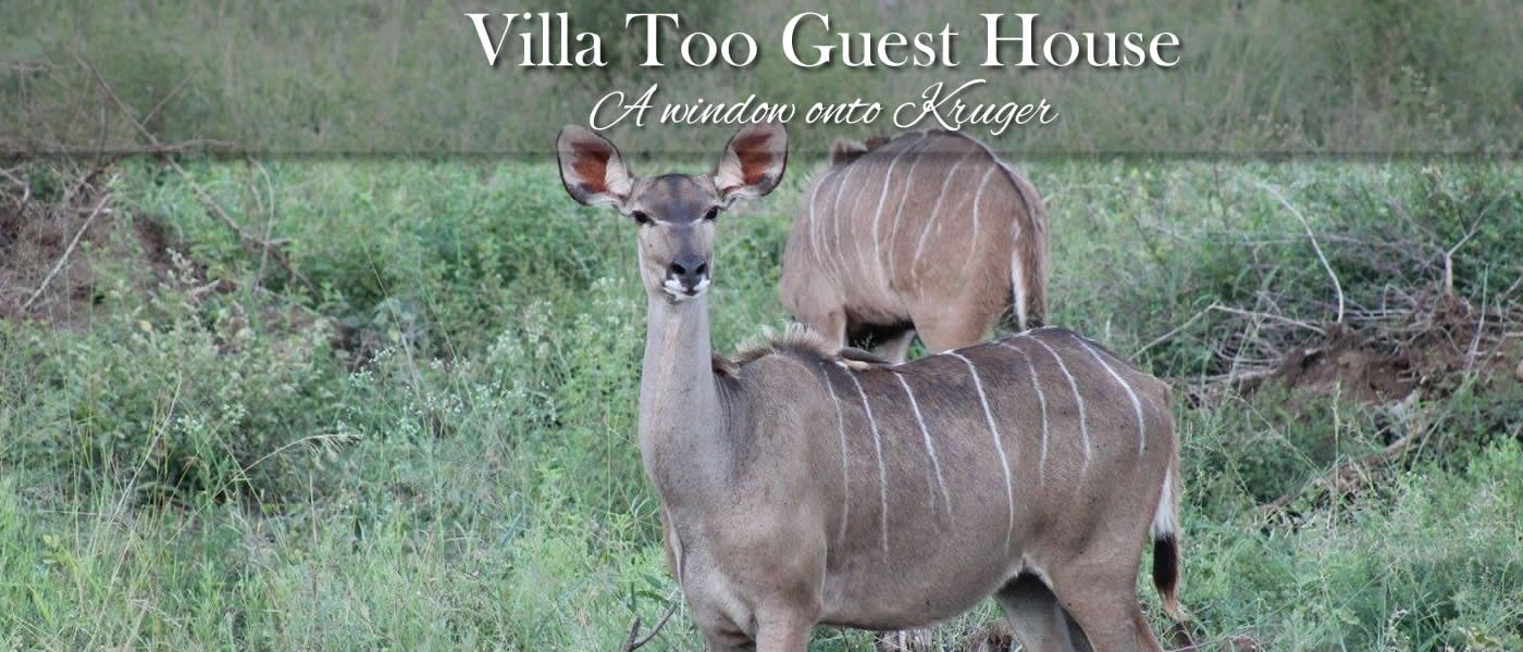 Contact Villa Too in Komatipoort for exclusive self catering accommodation close to Crocodile Bridge entrance gate to Kruger National Park